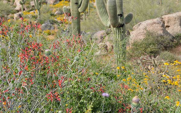 Justicia californica, Chuparosa, Southwest Desert Flora